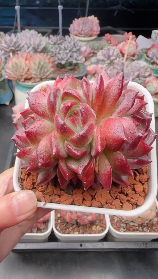 【闪购商品】8671黑武士