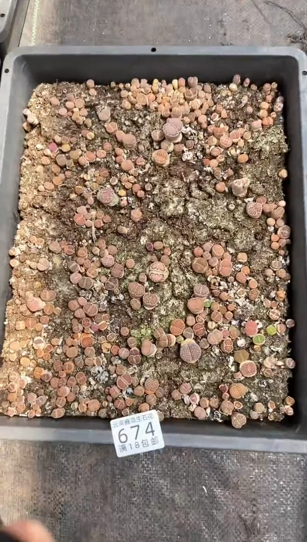 674特价寿丽玉框有疤瑕疵带土不带盆发货