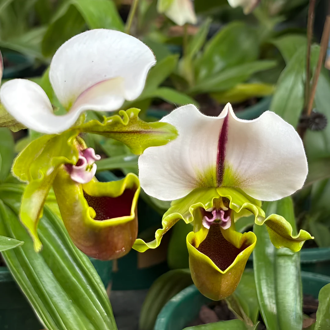 小青蛙兜兰（白旗兜兰）3苗带一花花期长120号硬胶盆兰花东方