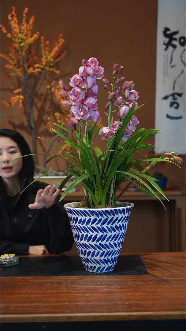 全部花朵粉黛盆景盆景盆景