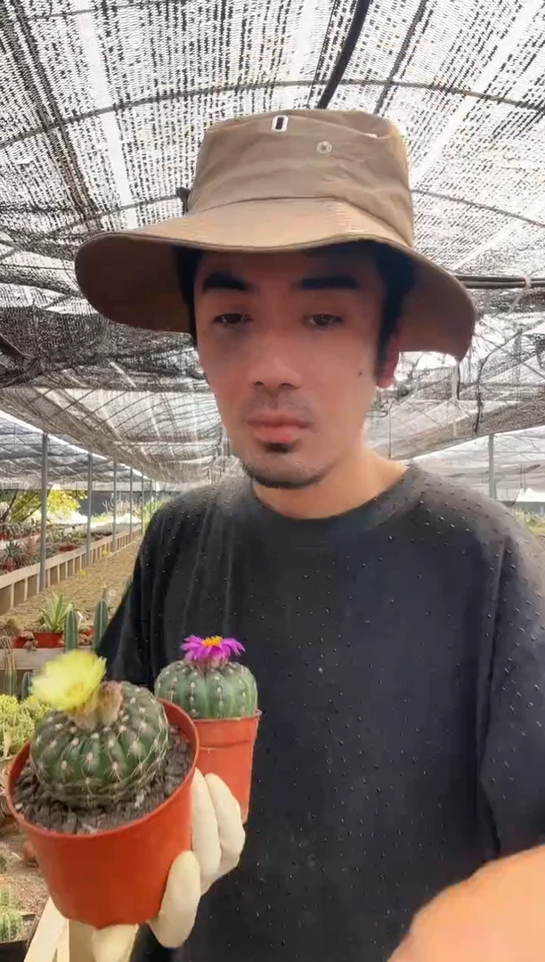 【闪购商品】眩美玉黄色＋紫花