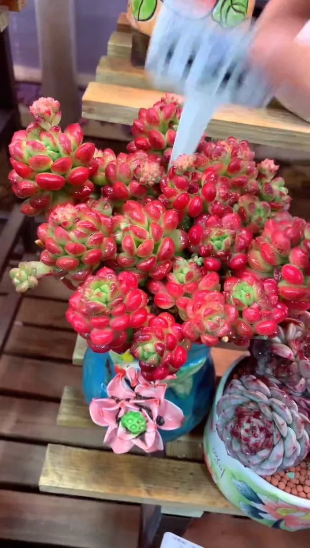 412R（一物一拍，精品多肉，所见即所得 ）