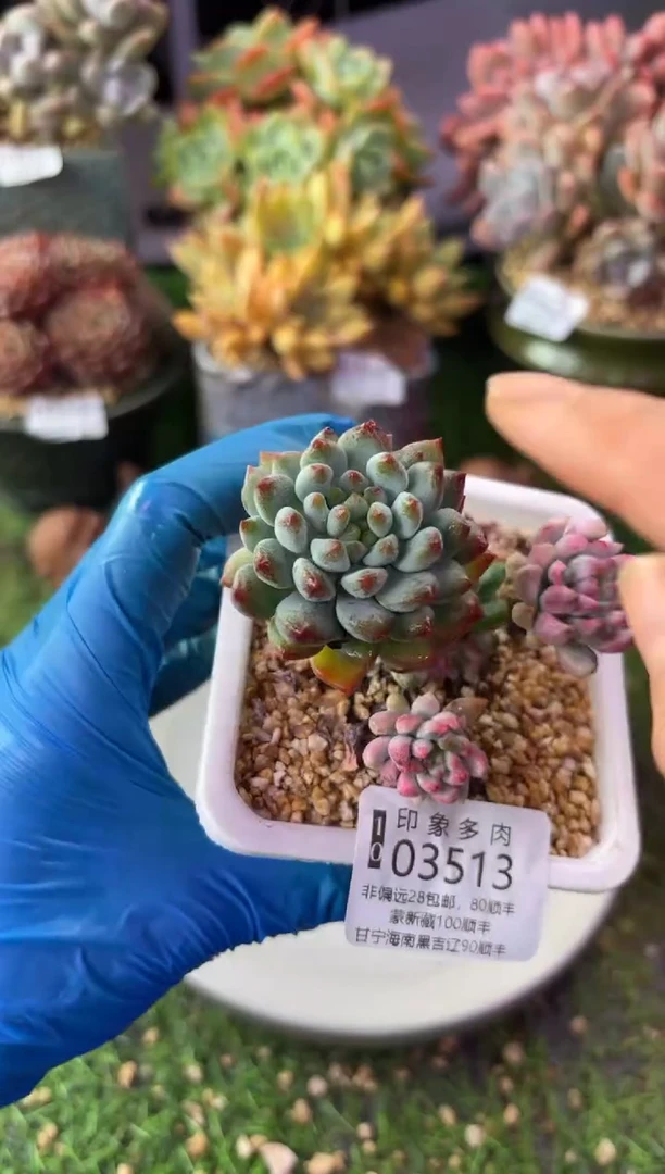 昆明印象多肉03513