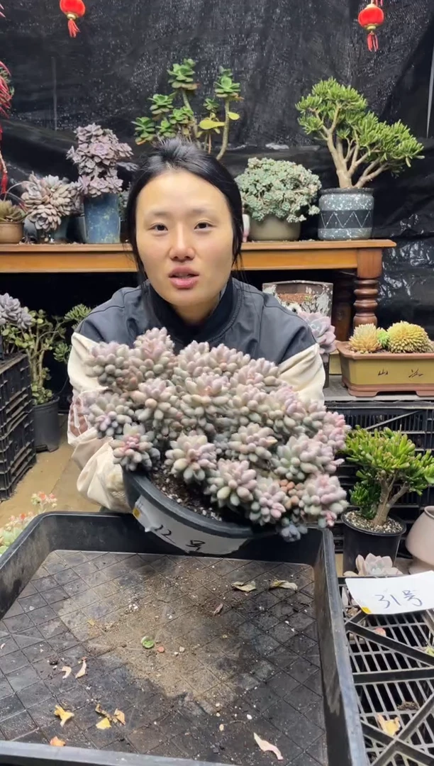 12号婴儿手指三年桩