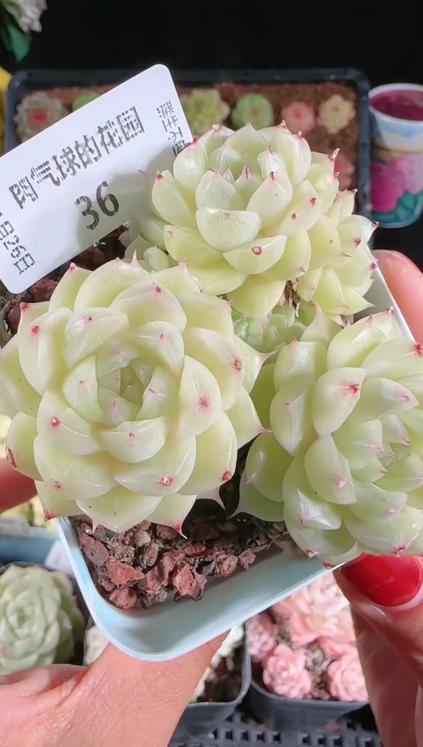 1126-36群生不包整