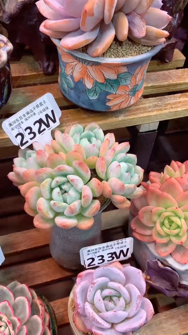 232W 望舒 （一物一拍实付满28发货，默认不带盆土）