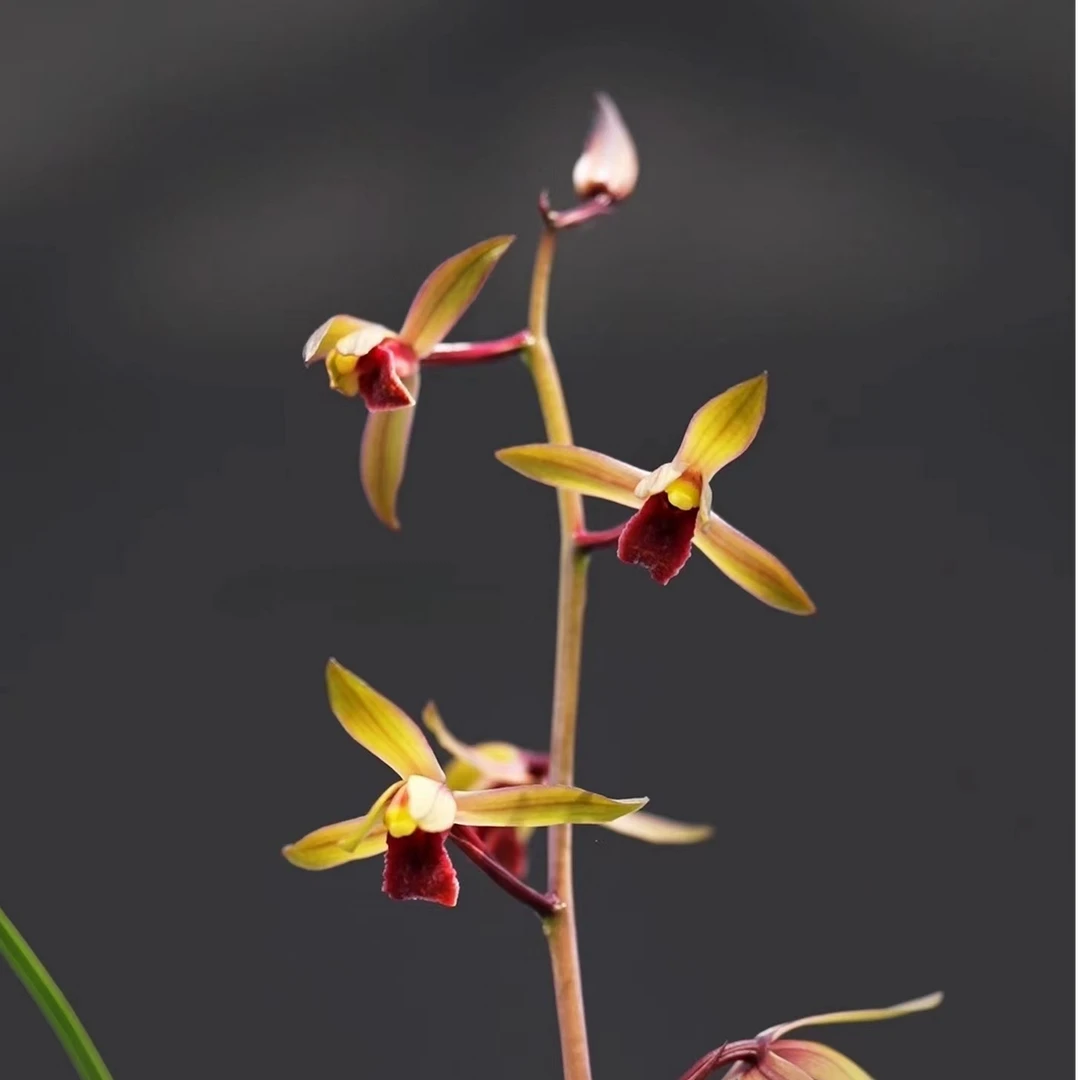 精品国兰  自然养殖   一物一拍