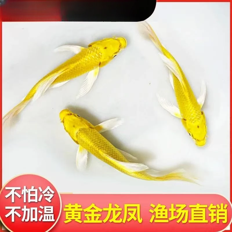 【黄金锦鲤】蝴蝶鲤龙凤锦鲤冷水鱼观赏鱼淡水鱼