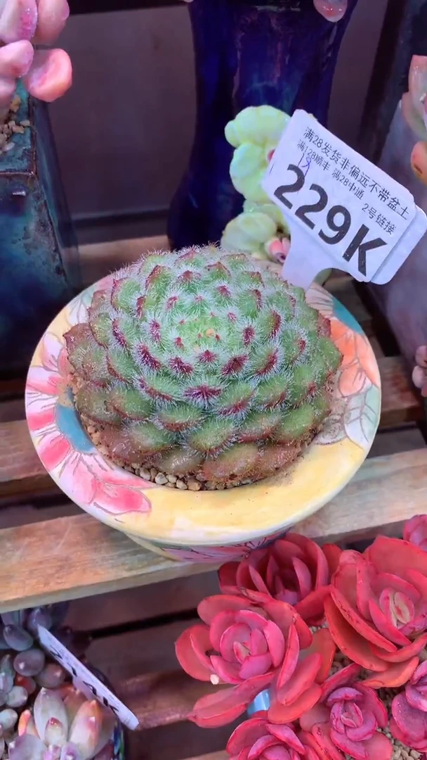 229K（一物一拍，精品多肉，所见即所得 ）