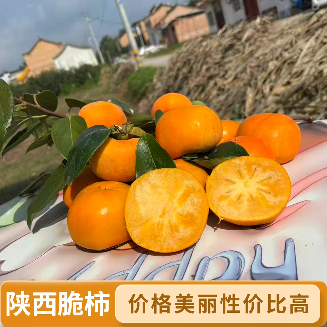新鲜当季陕西巧克力脆柿甜脆无核冰糖心水果