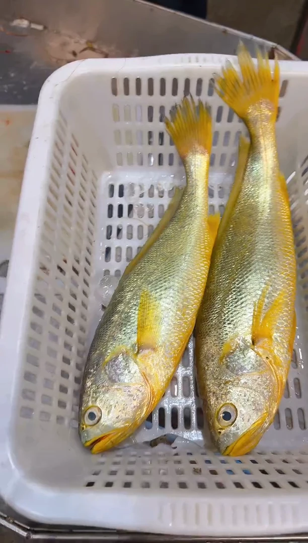 中国大陆任***下黄花1111111111111111111111