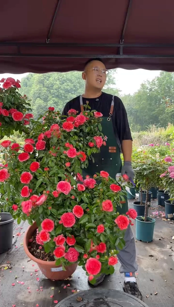 全部花朵清**月造型斜飘老桩