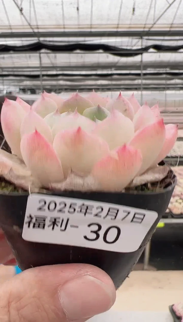 【闪购商品】福利款多肉-30