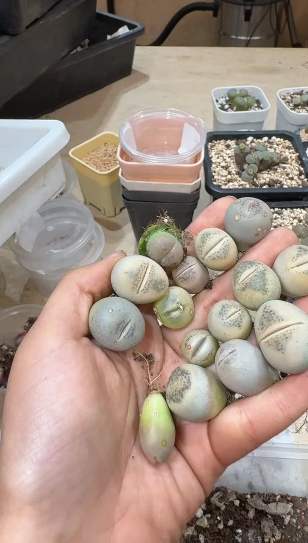 小*哥25-192多肉植物肉锥