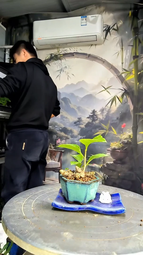 a****1中青园艺一物一拍468