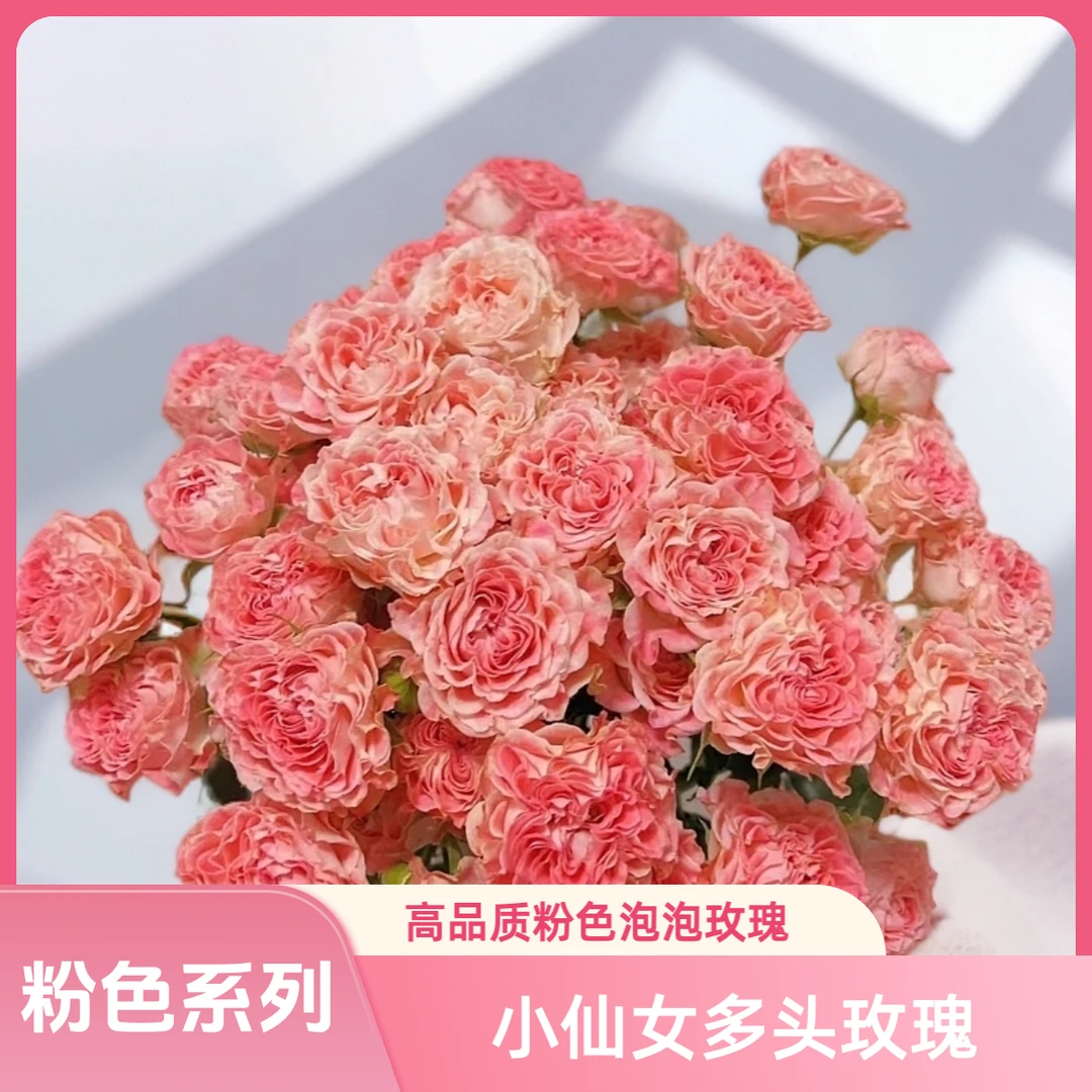 【AAA级小仙女多头泡泡玫瑰】肉粉色带来的优雅浪漫，大把头超多花苞