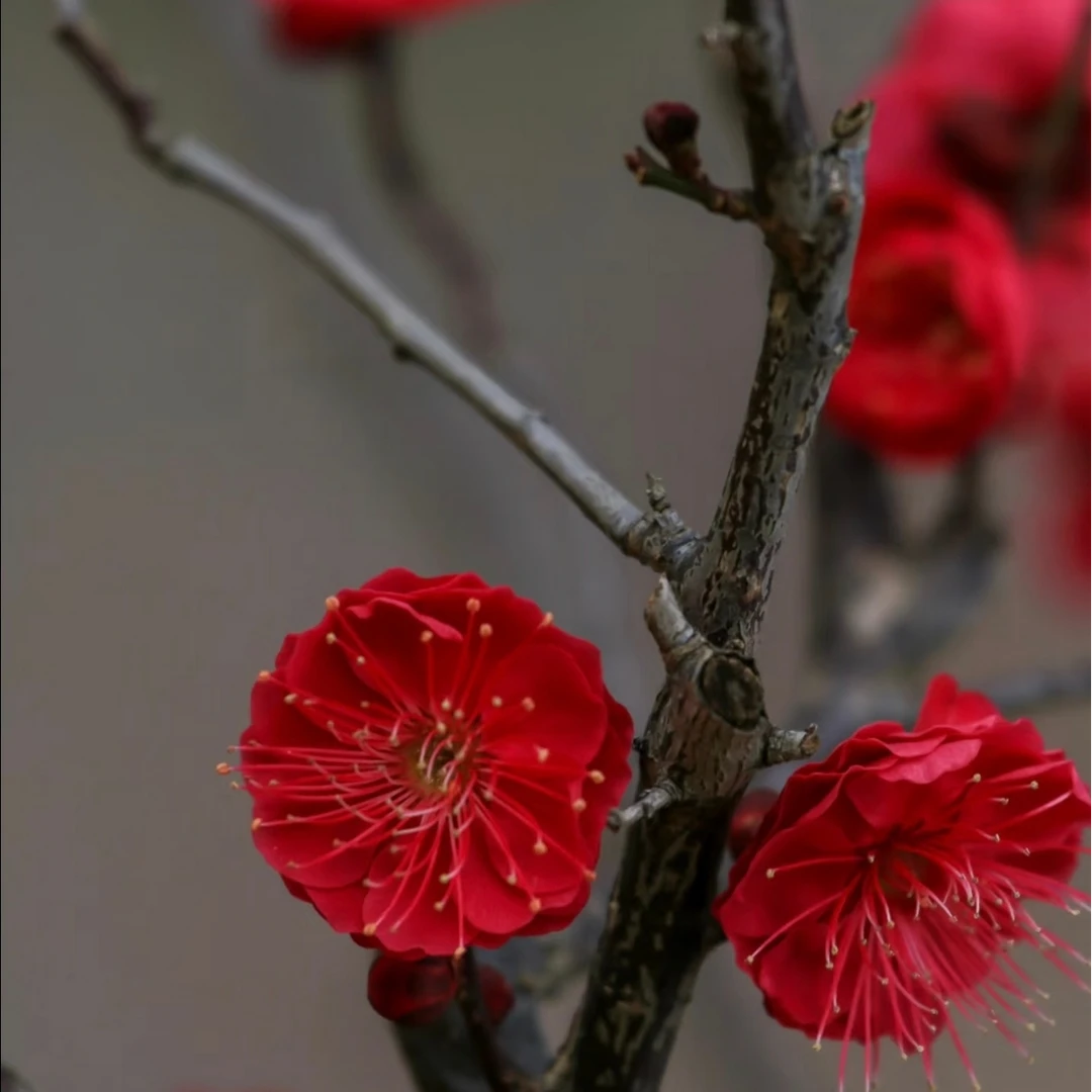 【朱砂梅花】精品梅花开花香年宵花轻微掉花苞正常损耗土球发货