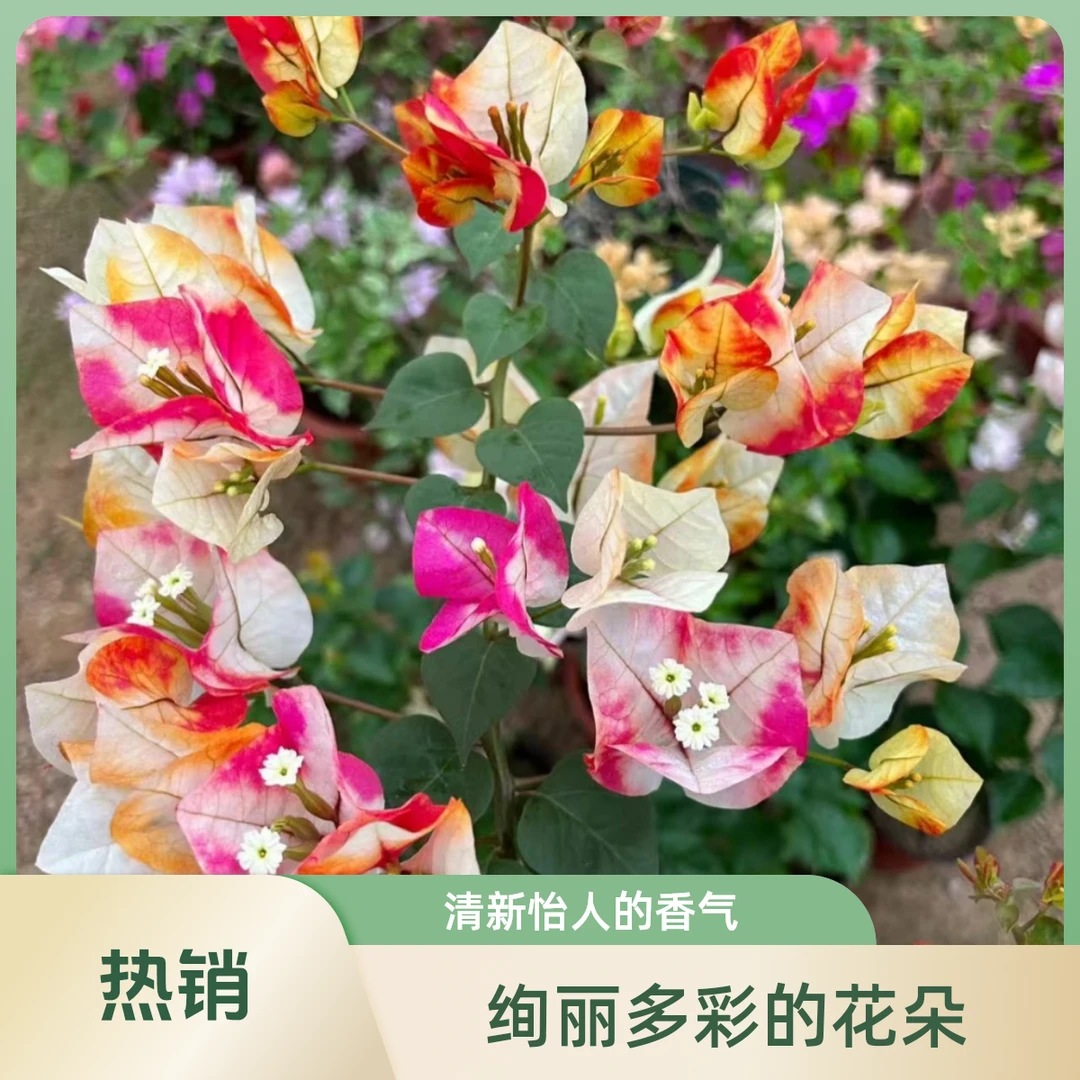 （哪吒）精品三角梅袋苗基地直发不带花不带盆