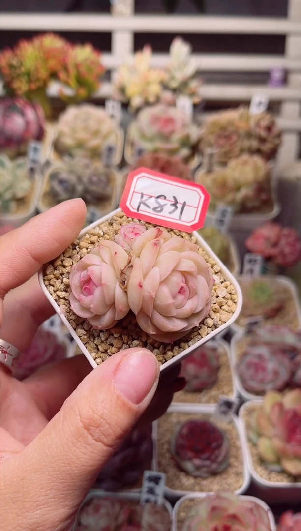 【闪购商品】K831奶豆一物一拍