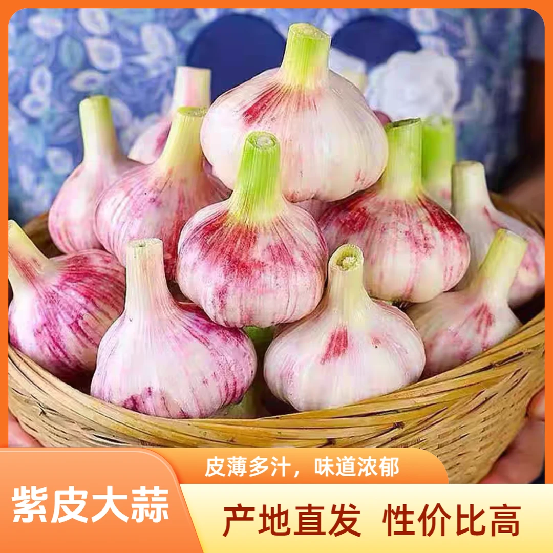 2025新蒜头茬大蒜新鲜紫皮多瓣蒜现挖特大湿蒜新鲜大蒜大蒜紫皮蒜