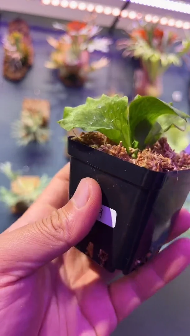 完全开放福利杯苗编号9 爱丽丝