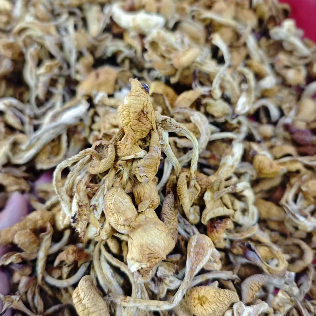 滑子菇菌菇干货农家新鲜滑子菇干货煲汤炖汤精选干货