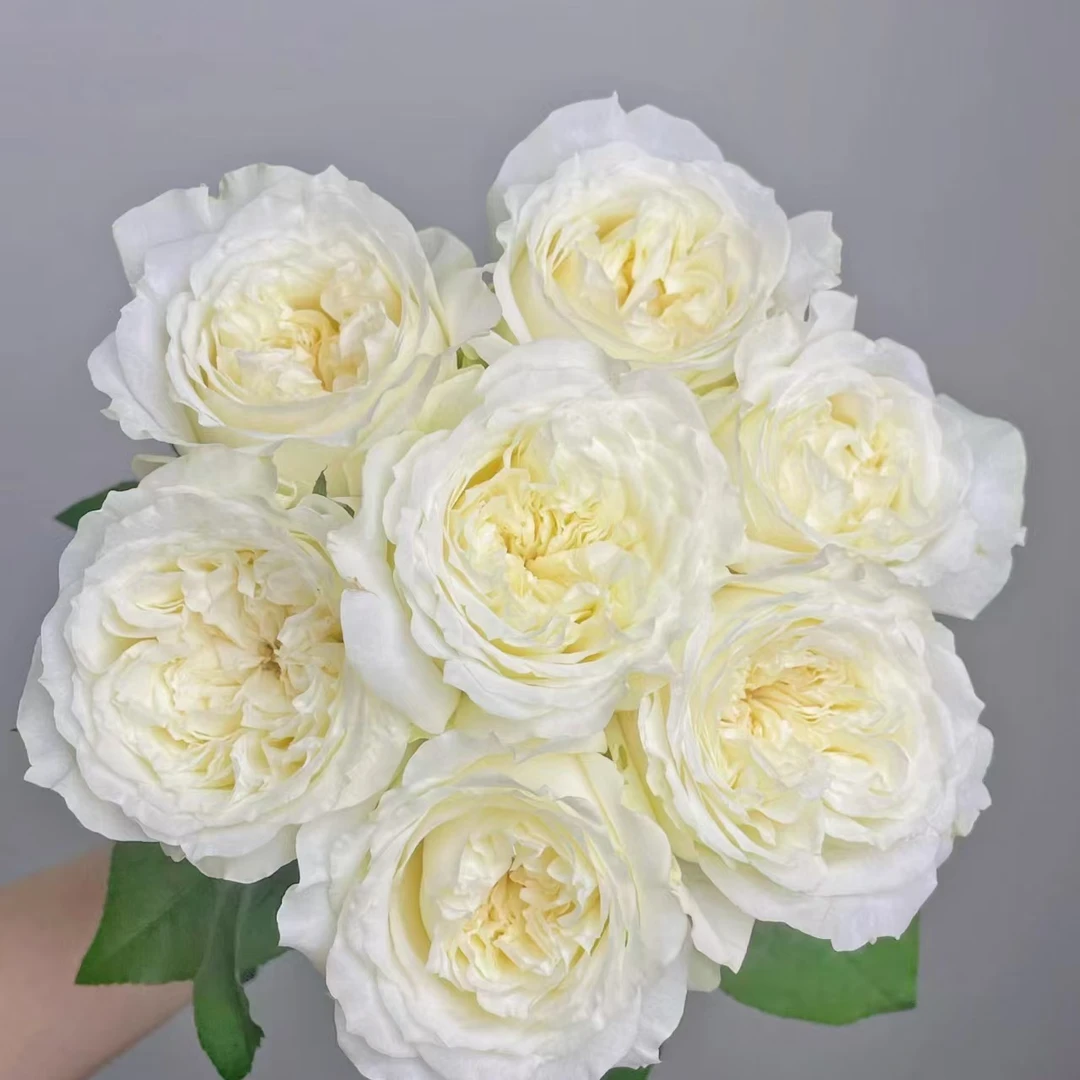 【诺莎莉单头玫瑰】任意两单及两单以上鲜花顺丰包邮发货