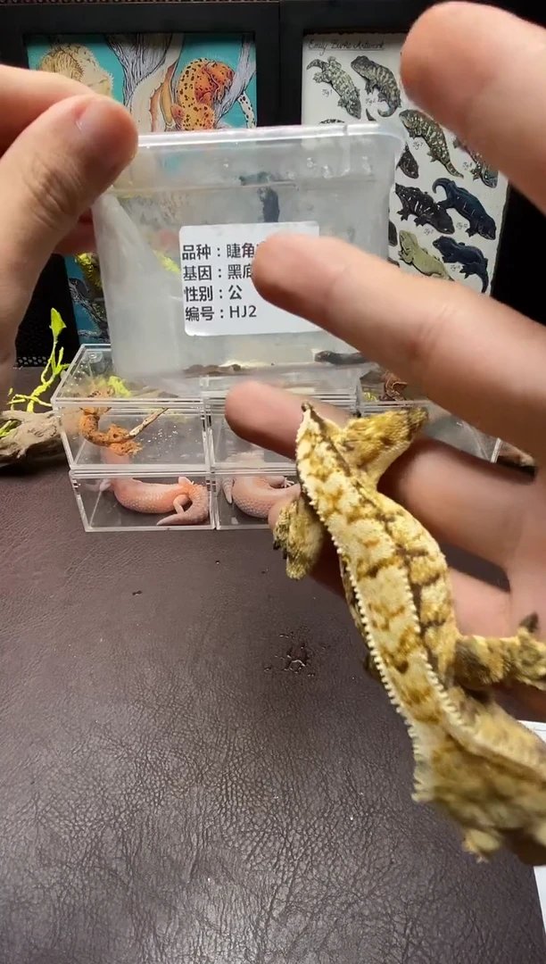 睫角守宫鳞与尾 Scale Tail 爬宠HJ2