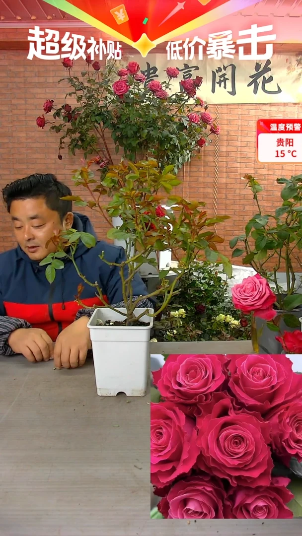 当前无花朵，栽培后可花朵电影明星