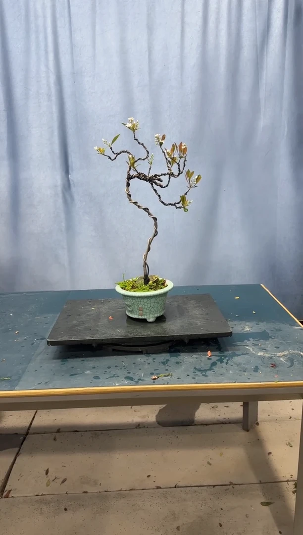 【闪购商品】盆景春花