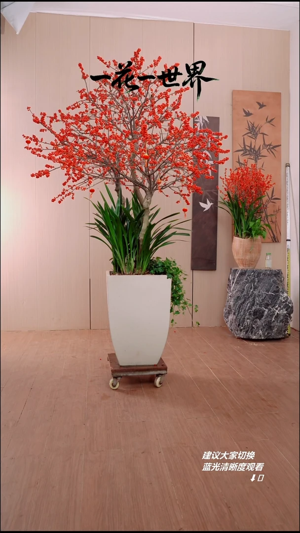 完全开放捷**技北美冬青86号链接