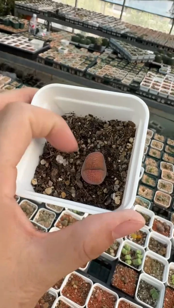 美丽的肉石头-88