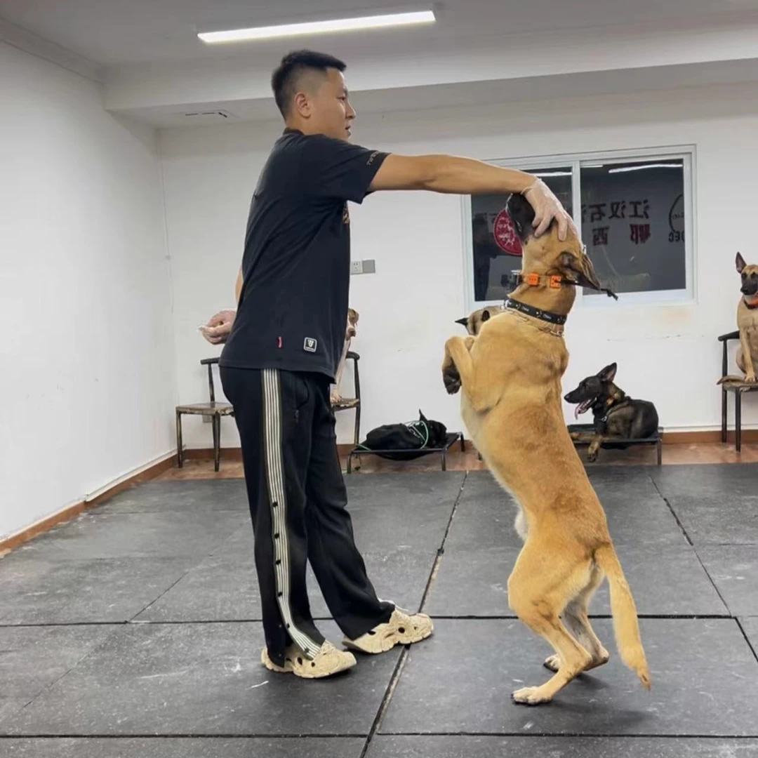 叶校长宠物 活体 东德 马犬 狗狗