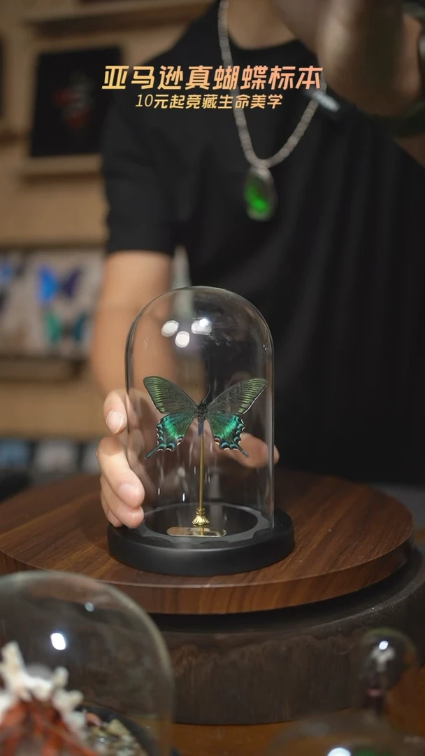 绿带翠凤蝶春型小号玻璃罩