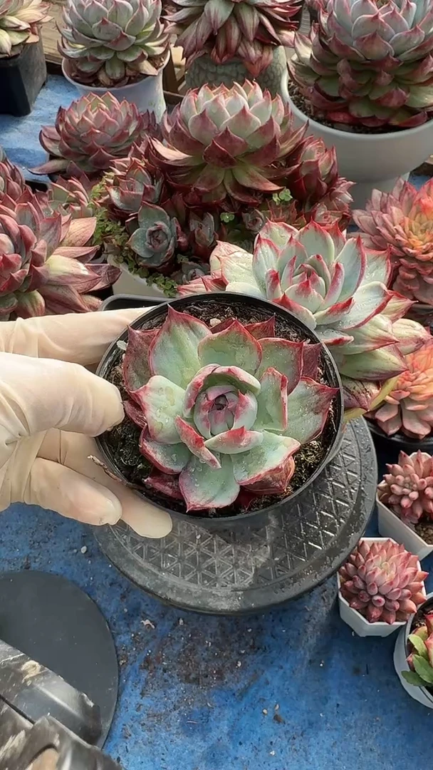 量拍7公分精控惊鸿（带盆发货）