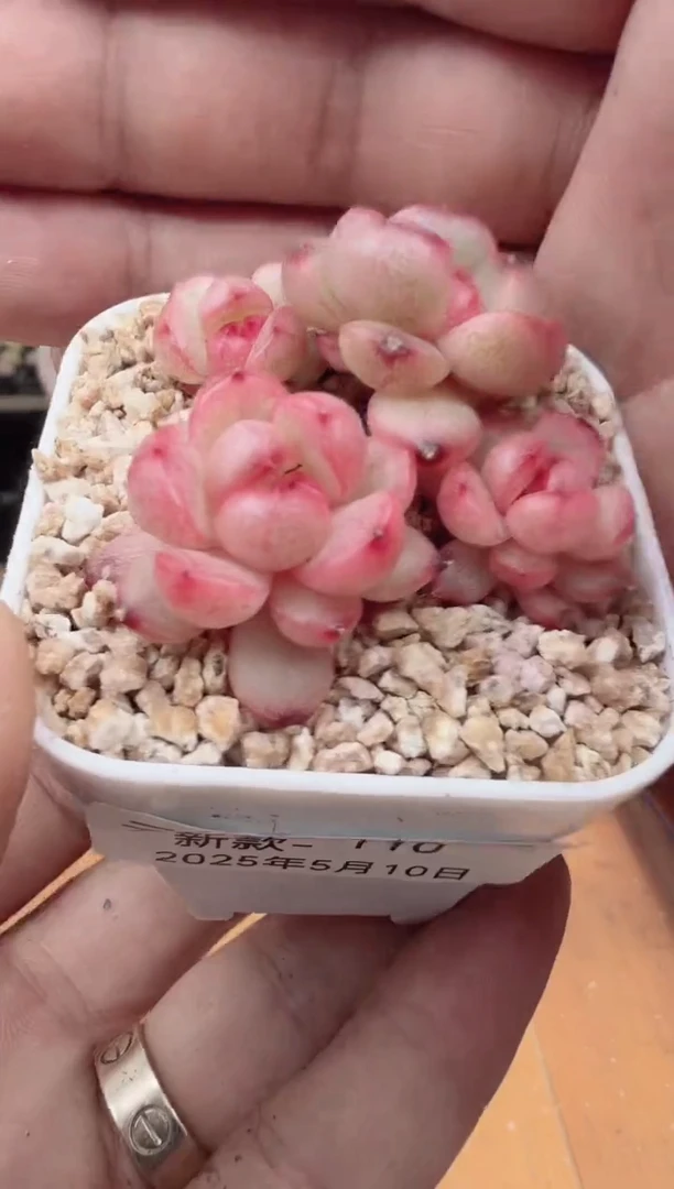 东云多肉园新款-110