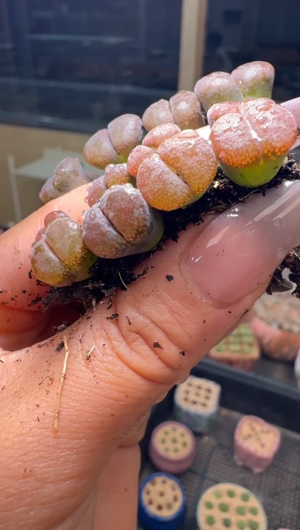 26-90多肉植物肉锥风铃一颗