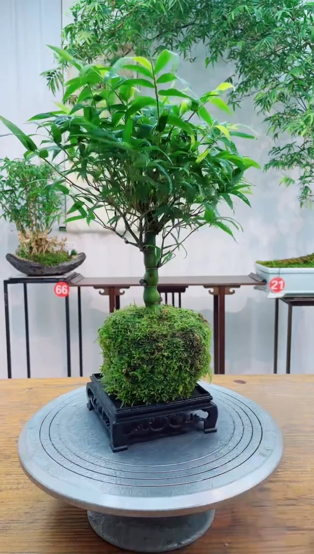 无花朵竹子盆景竹子盆景