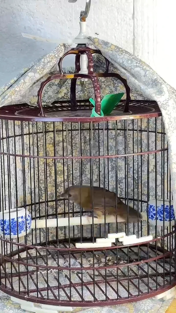 72号  白腹养笼0元起拍