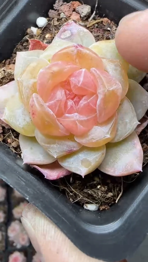 【闪购商品】一物一拍0214—288