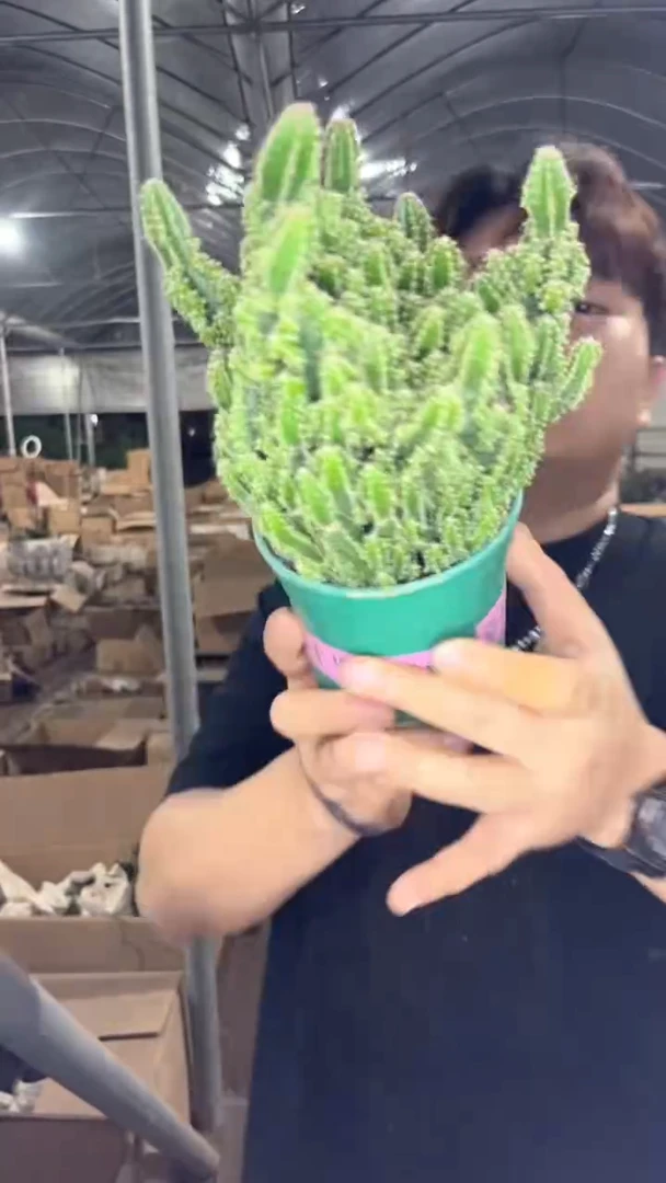 2颗 万重山 群生【带根】