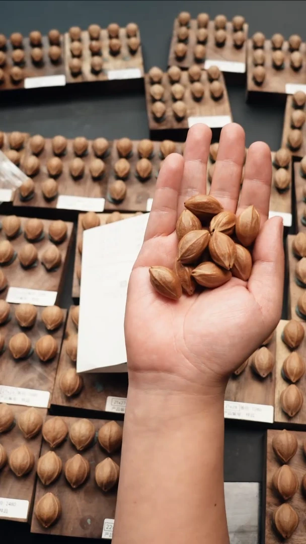 【闪购商品】橄榄核手串/手链16*27 铁核素核