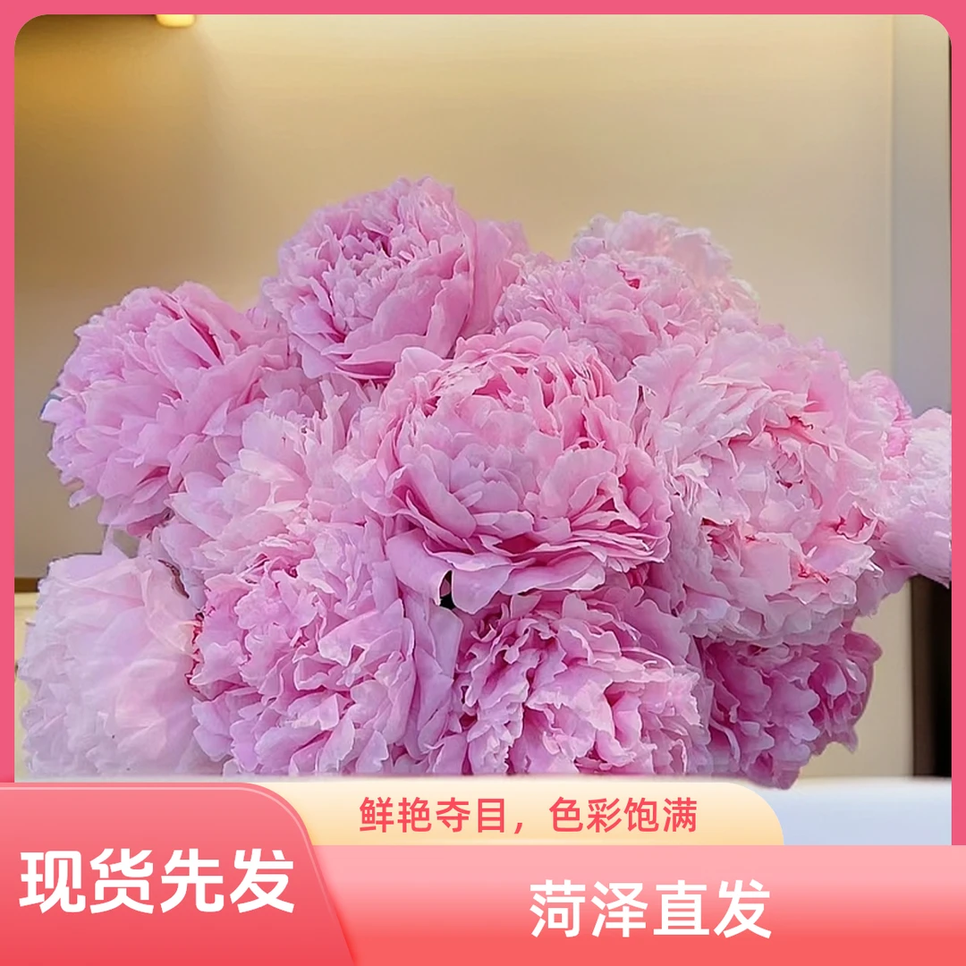 【现货莎拉】山东重瓣大芍药鲜花水养插花鲜切花牡丹花菏泽基地直发