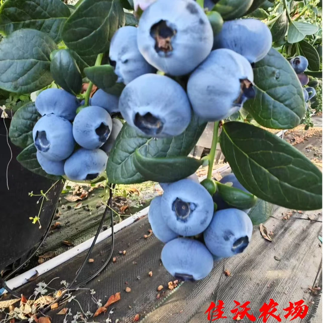 （15-18mm）丹东花香蓝莓头茬果精选高品质营养丰富送一箱草莓，大果
