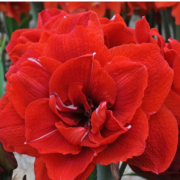 逸植朱顶红《混合樱桃妮芙现挖球》重瓣种球