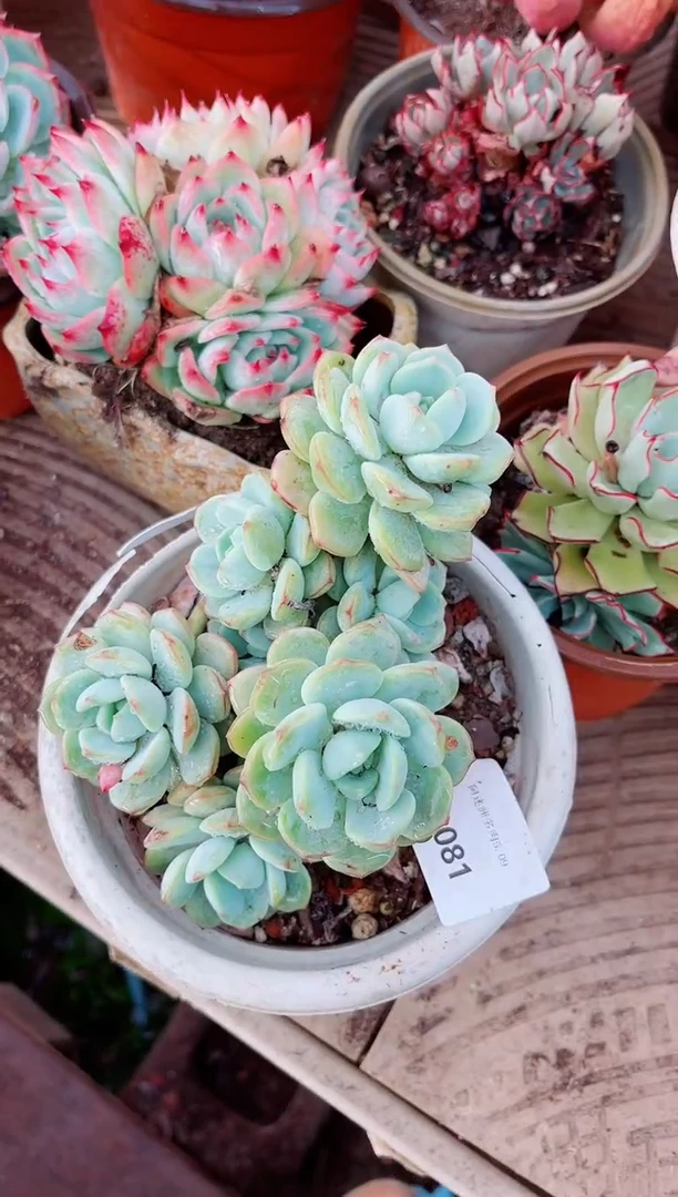 09081多肉植物一物一拍