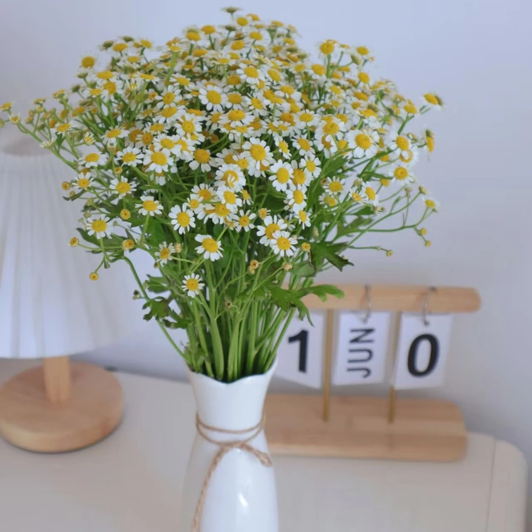 1大扎洋甘菊 养护叶子全摘【2单顺丰或京东】云南鲜花基地直发