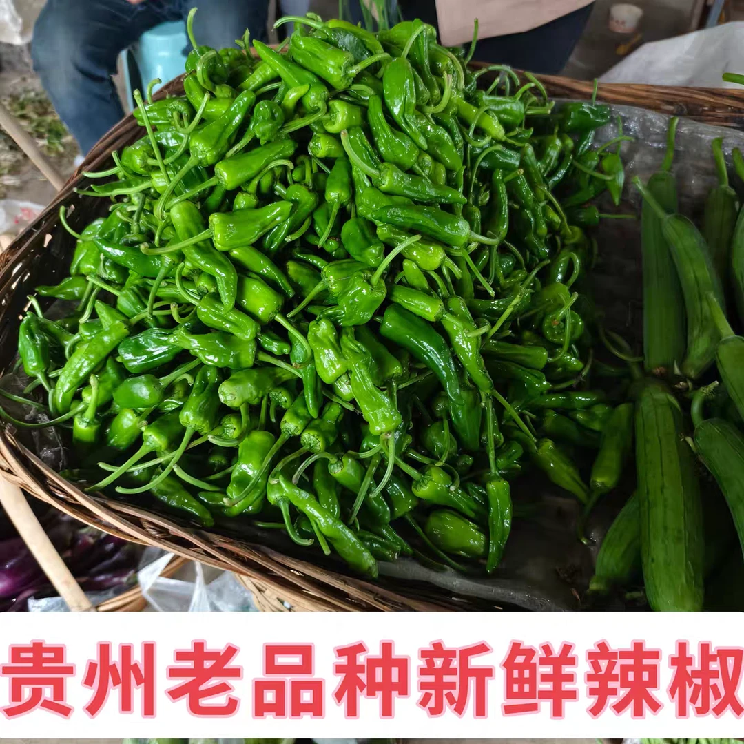 贵州老品种辣椒农家自种露天辣椒青椒本地辣椒新鲜现摘现发