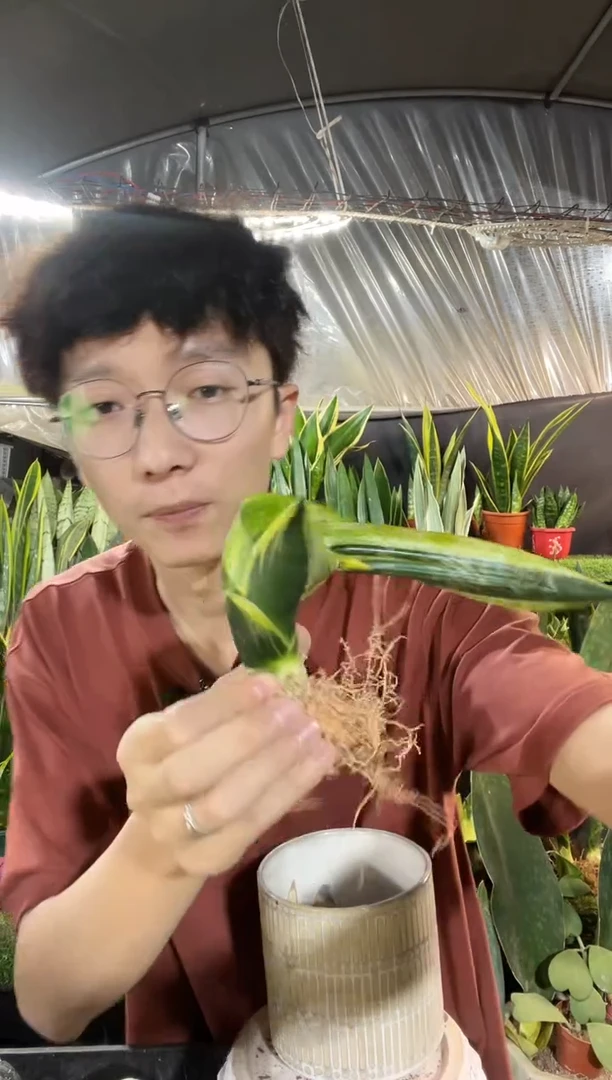 青龙诀裸根19.9...