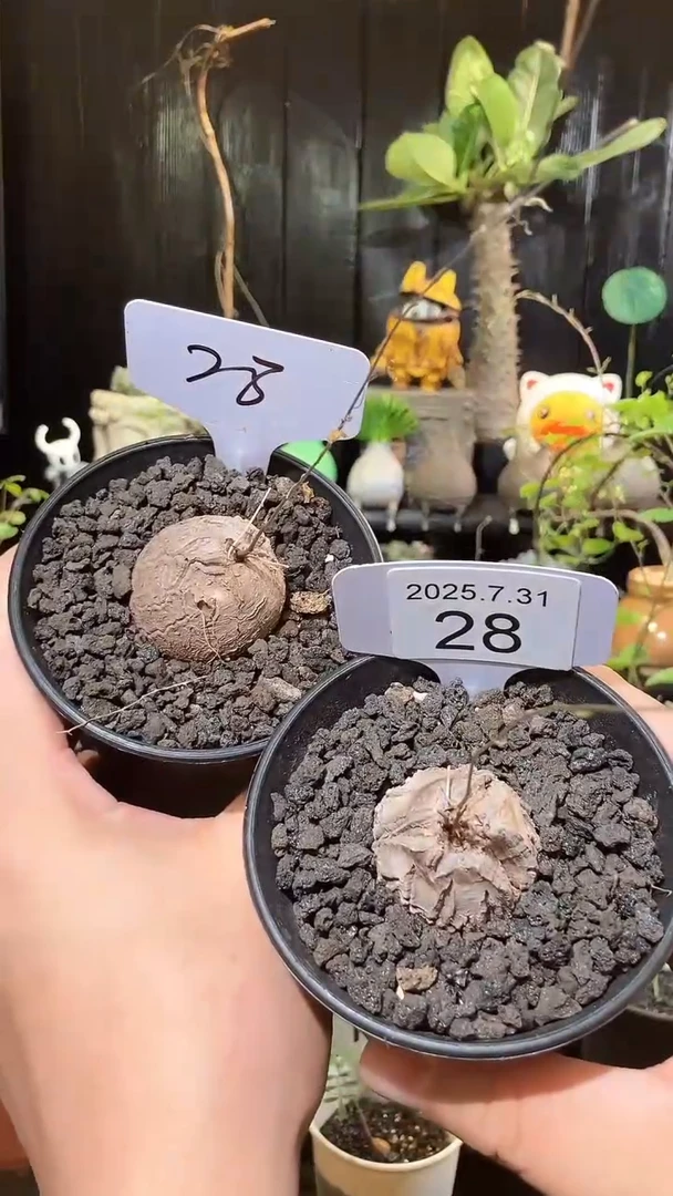28号731福利南非龟甲龙买1送1个